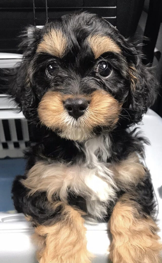 Enzo: a cavapoo puppy.